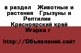  в раздел : Животные и растения » Грызуны и Рептилии . Красноярский край,Игарка г.